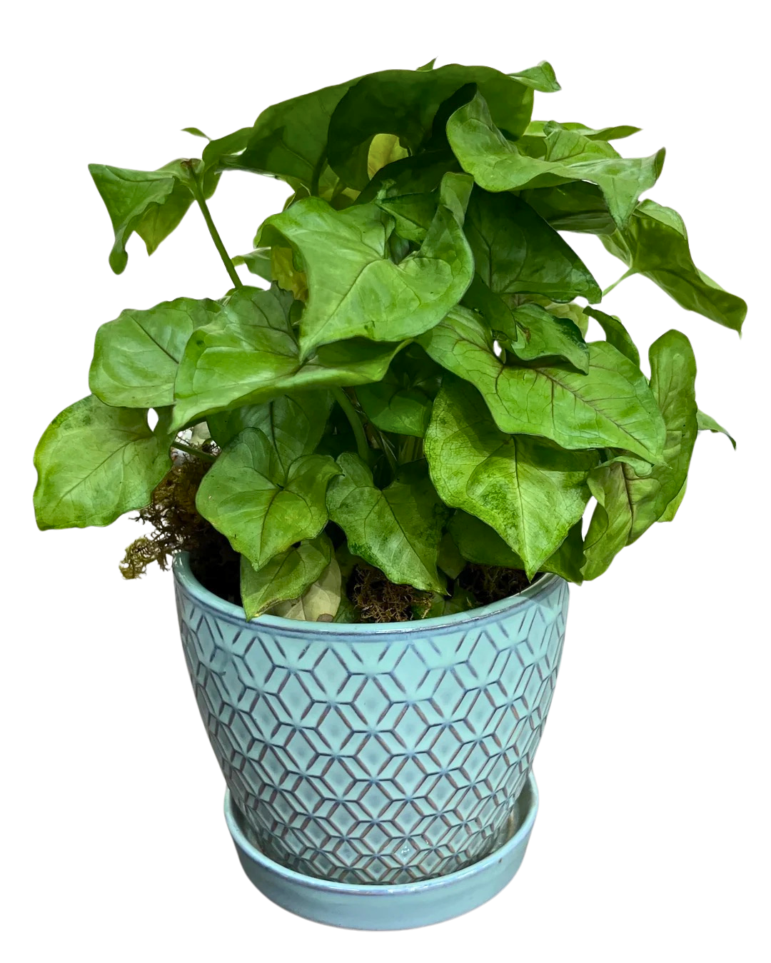 $35 Green Plant