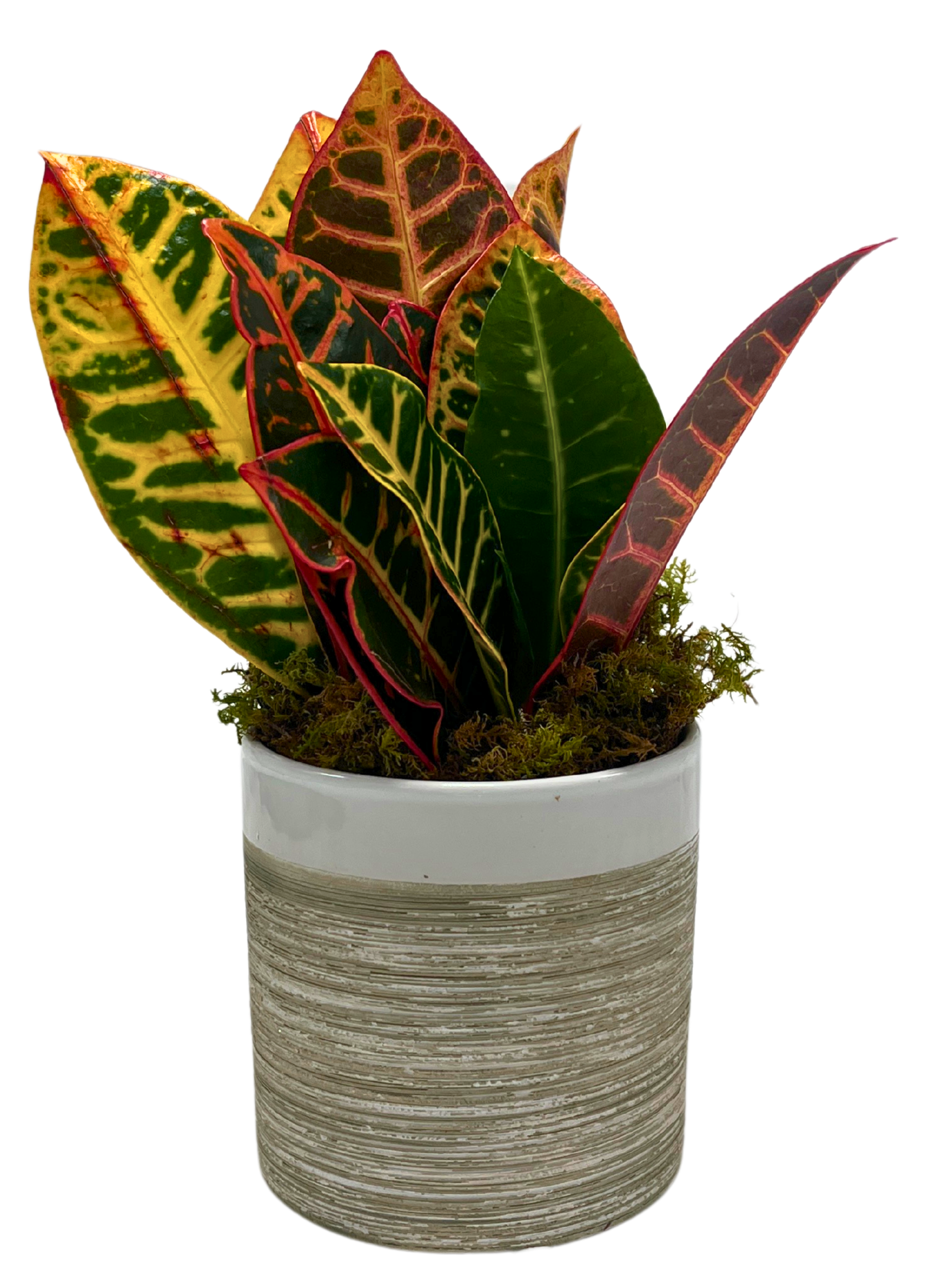 $35 Green Plant