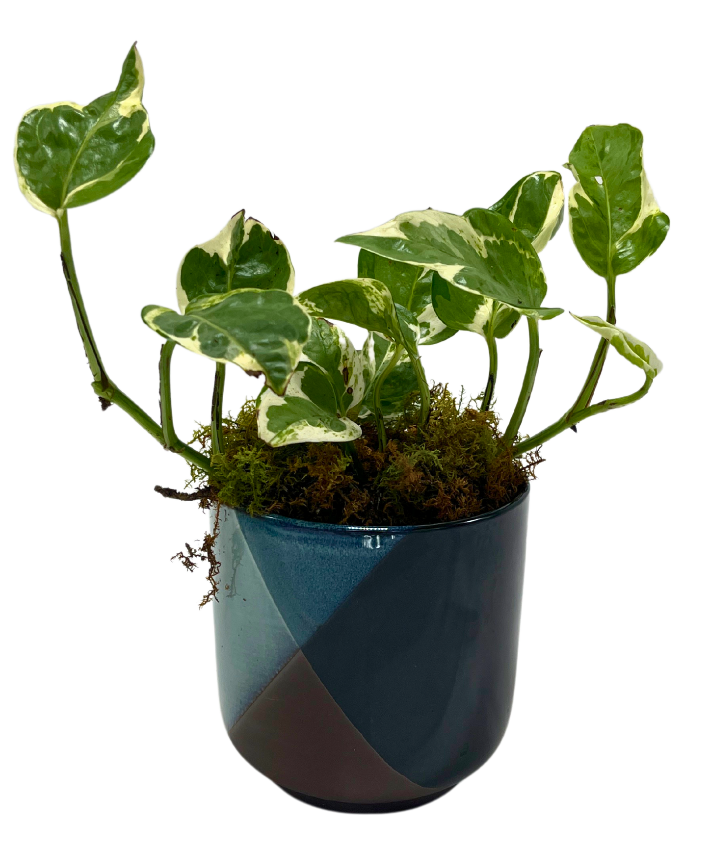 $35 Green Plant