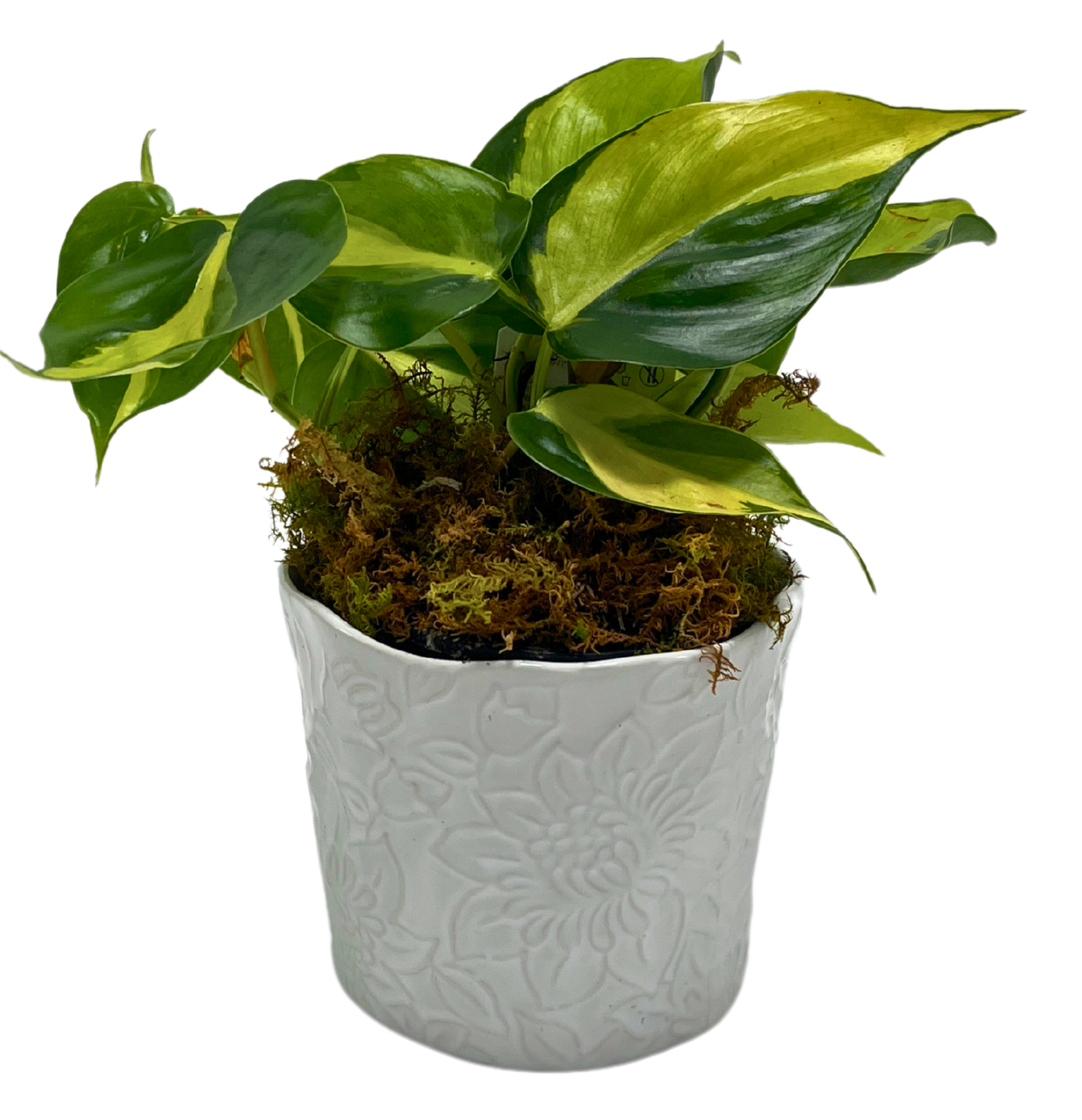 $35 Green Plant