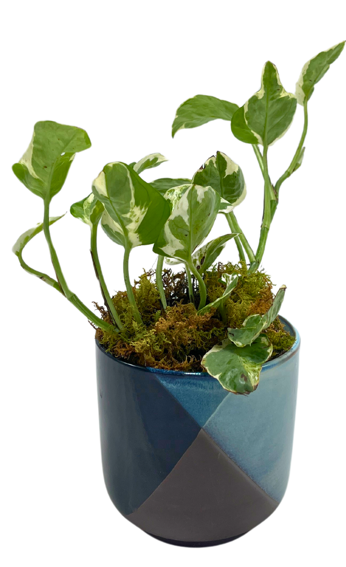 $35 Green Plant