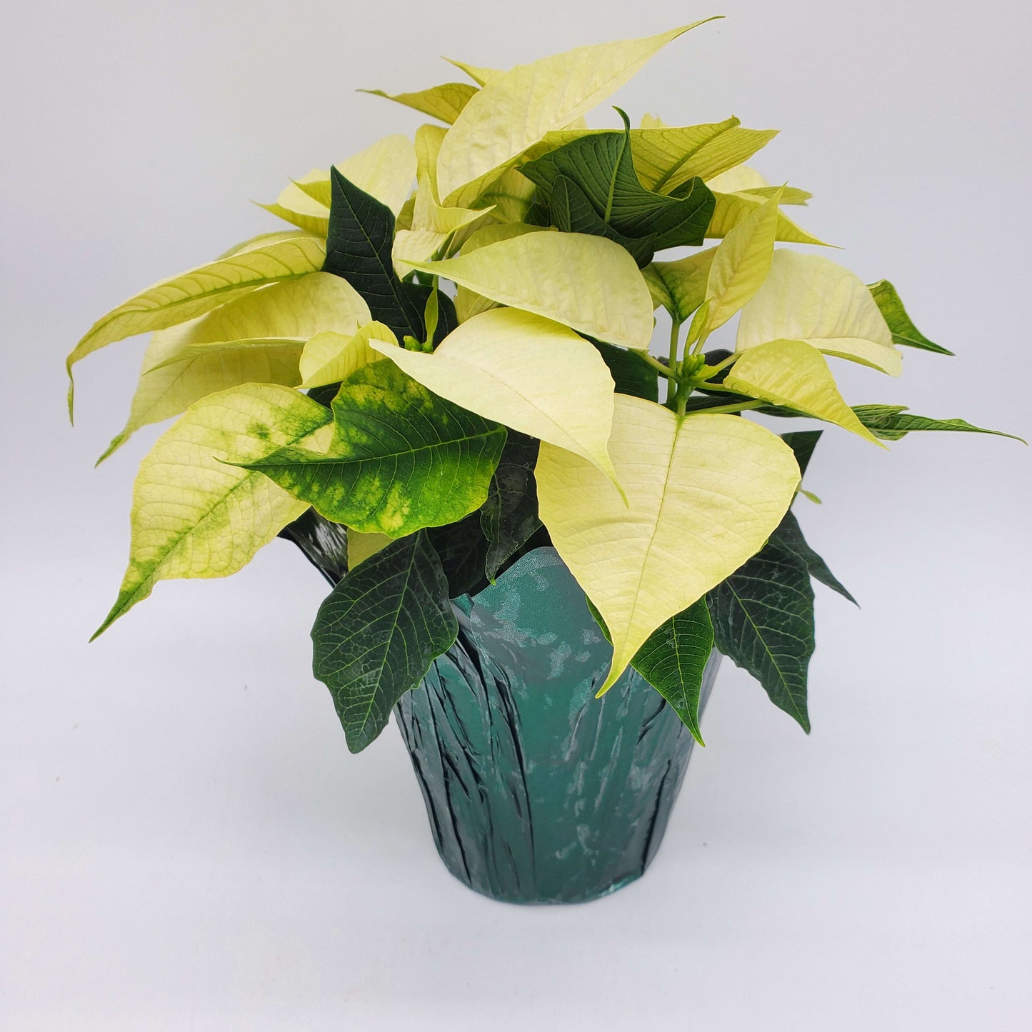 White Poinsettia - 4" w/ Foil Cover