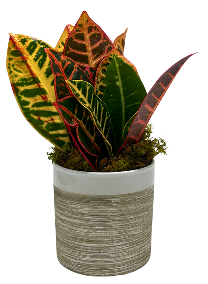 $35 Green Plant