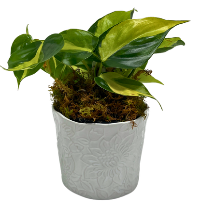 $35 Green Plant