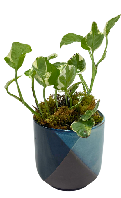 $35 Green Plant
