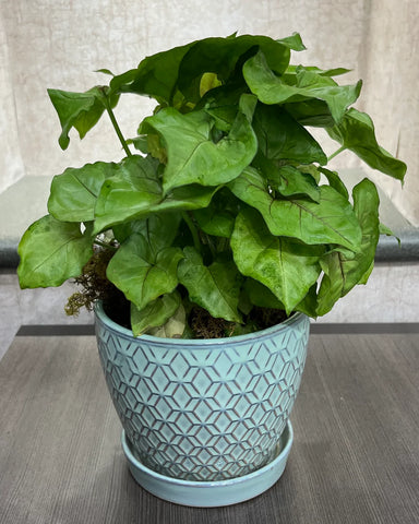 Green Plant $34.99